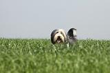 BEARDED COLLIE 126